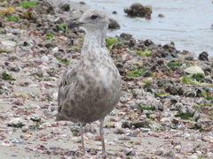 Larus argentatus