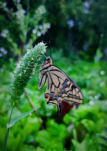 Old World Swallowtail