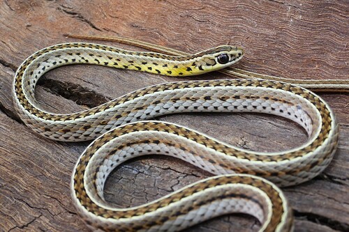 Southern Striped Snake