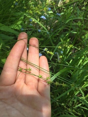 Carex interior