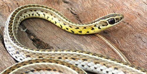 Southern Striped Snake