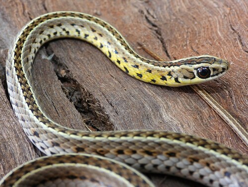 Southern Striped Snake