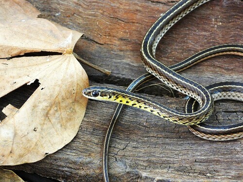 Southern Striped Snake