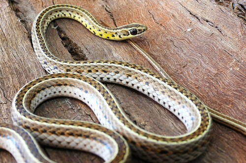 Southern Striped Snake