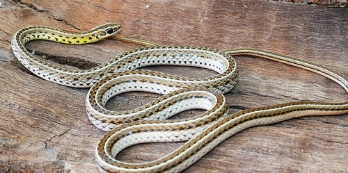 Southern Striped Snake