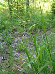Carex formosa