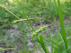 Carex formosa