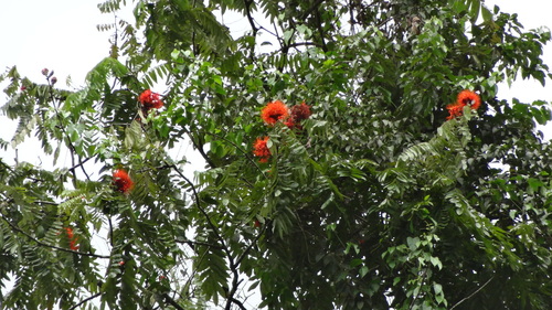 Brownea multijuga, photograph 5