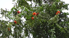Ignacio Moreira-Corral, CC BY-SA, iNaturalist via GBIF Brownea multijuga, photograph Ignacio Moreira-Corral, CC BY-SA, iNaturalist via GBIF