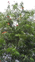 Brownea multijuga, photograph Ignacio Moreira-Corral, CC BY-SA, iNaturalist via GBIF