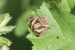 Bassaniana utahensis