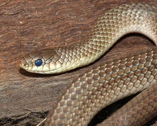 Scorpion Snake