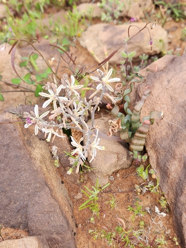 Trachyandra tortilis
