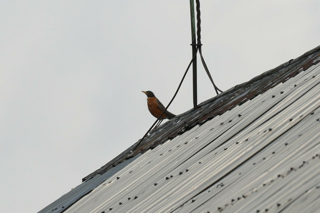 American Robin from Massey Acres on August 27, 2024 at 02:14 PM by ...