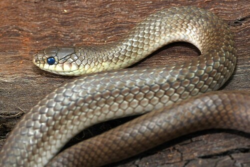 Scorpion Snake