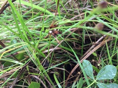 Scleria ciliata