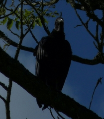 Coragyps atratus
