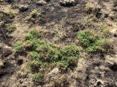Nitrophila occidentalis