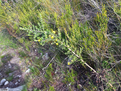 Aspalathus securifolia