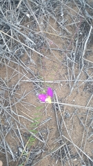 Polygala peduncularis