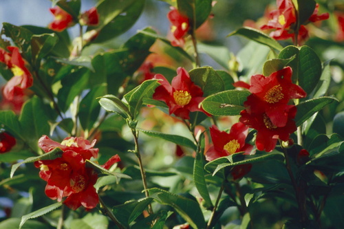 Camellia rusticana iNat (3)