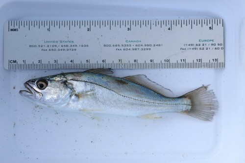 Corvina (Cynoscion parvipinnis) — Sciaenidae
