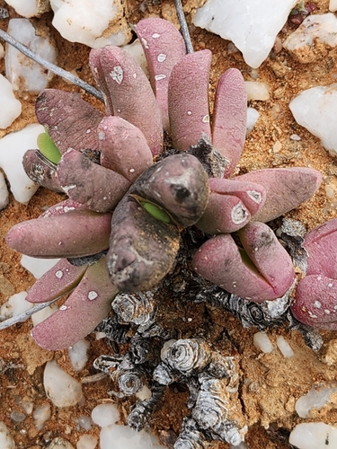 Cephalophyllum spissum H.E.K.Hartmann