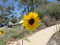 Helianthus annuus