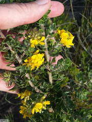 Aspalathus securifolia