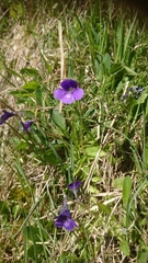 Pinguicula leptoceras