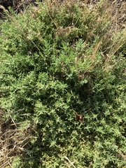 Nitrophila occidentalis
