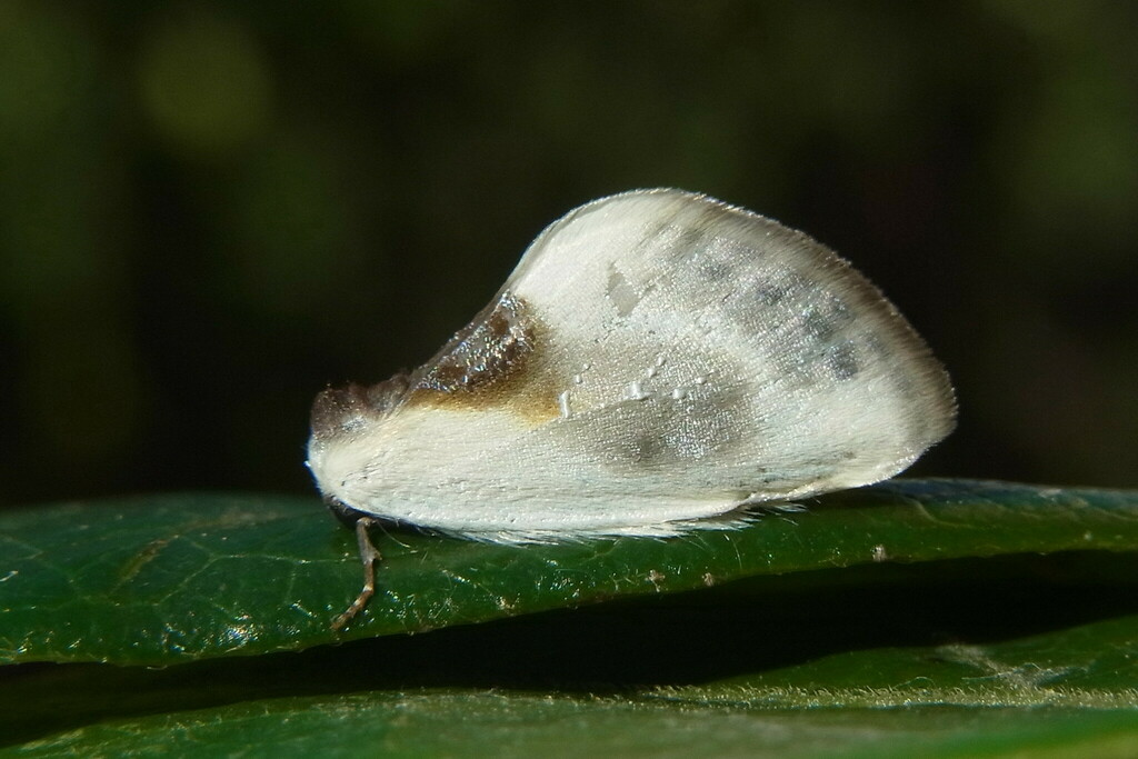 Cilix asiatica