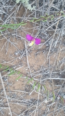 Polygala peduncularis