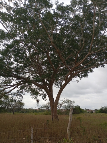 elephant-ear tree (Enterolobium timbouva)