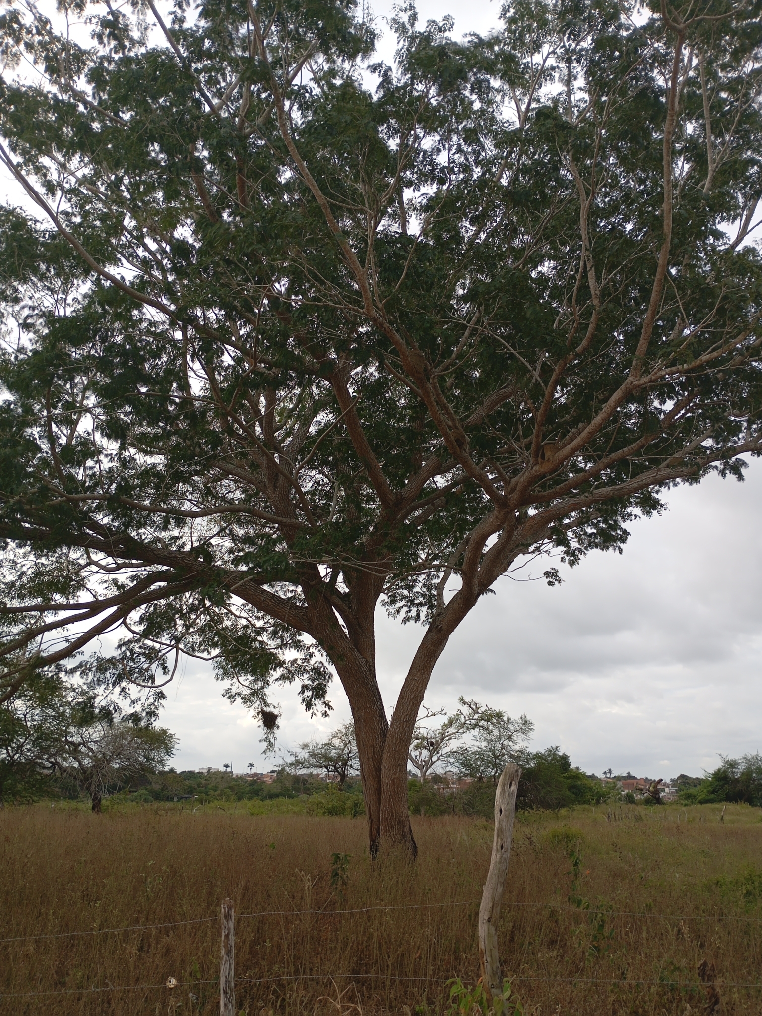 Elephant-Ear Tree (Enterolobium timbouva)