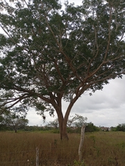 Enterolobium timbouva, photograph (c) Carlos Eduardo Santos Feitosa, some rights reserved (CC BY)