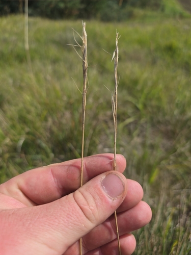 Image of Helictochloa pratensis by (c) David Sandler, some rights reserved (CC BY)