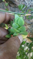 Erepsia forficata