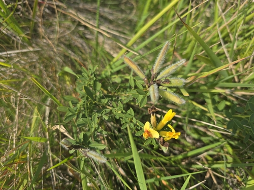 Image of Big-Flower Broom (Chamaecytisus supinus) by (c) David Sandler, some rights reserved (CC BY)