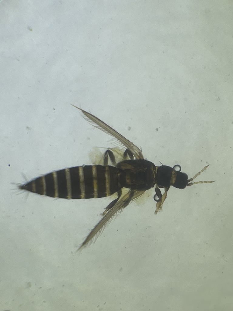 Thrips