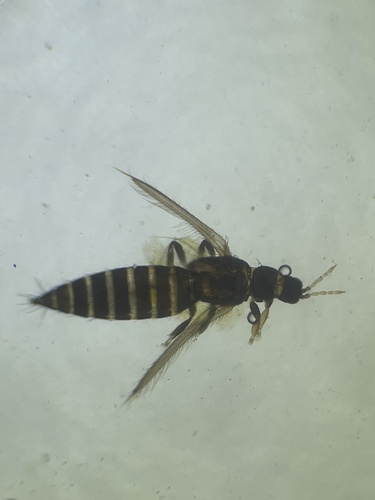 Thrips