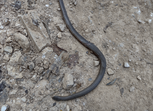 Blood Snake