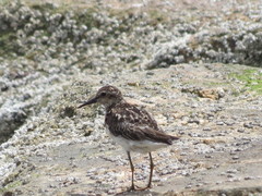 Calidris minutilla