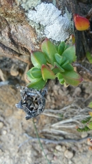 Erepsia forficata