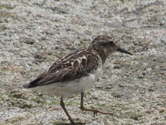 Calidris minutilla
