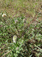 Trifolium eriocephalum