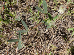 Trifolium eriocephalum