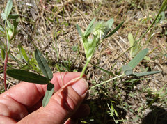 Trifolium eriocephalum