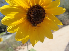Helianthus annuus