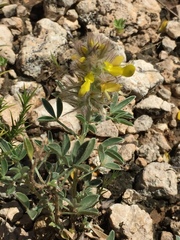 Dalea jamesii